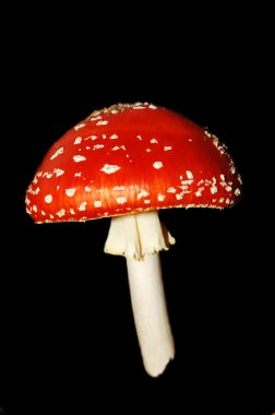 Amanita