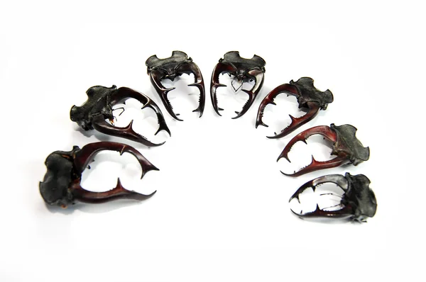Stag beetles — Stock Photo, Image