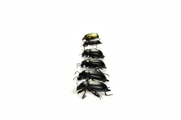 Bugs — Stock Photo, Image