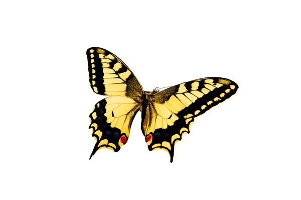 stock image Butterfly