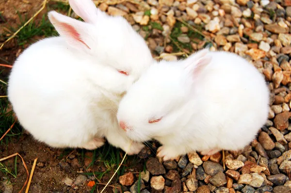 Bunnies — Stock Photo, Image