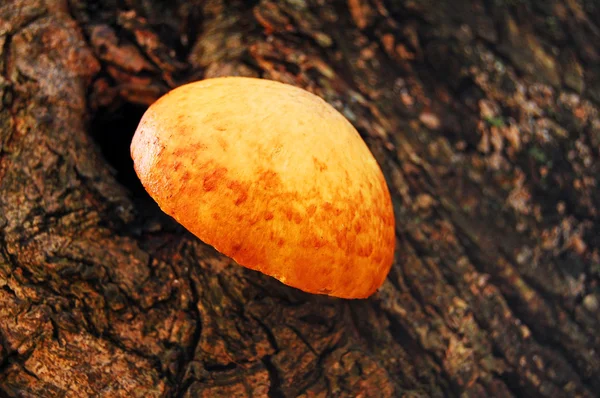 Fungo di albero — Foto Stock