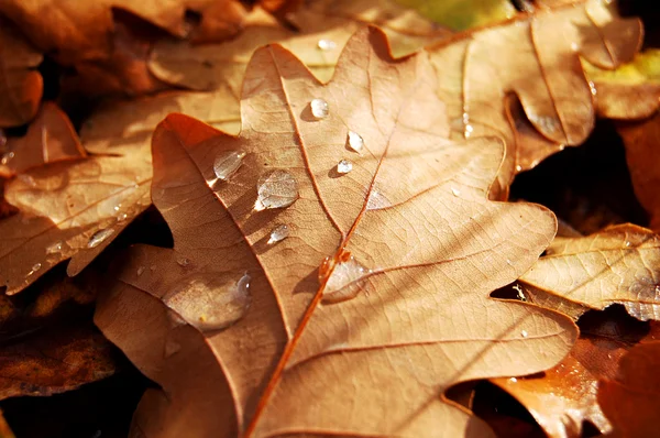 Höst löv med dagg — Stockfoto