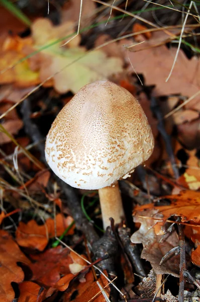 stock image Lepiota rhacodes