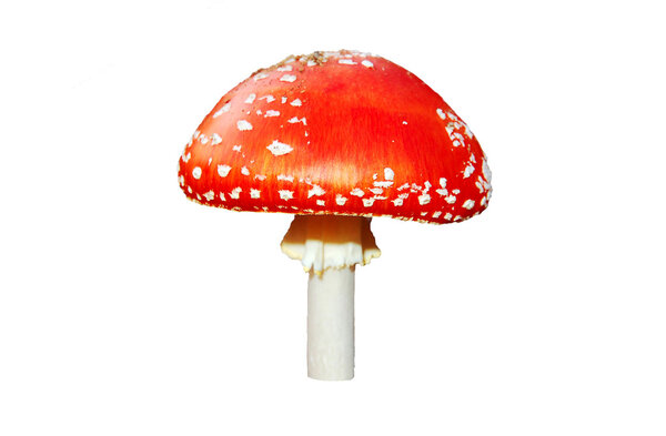 Amanita