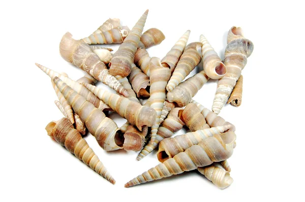 Seashels — Stock Photo, Image