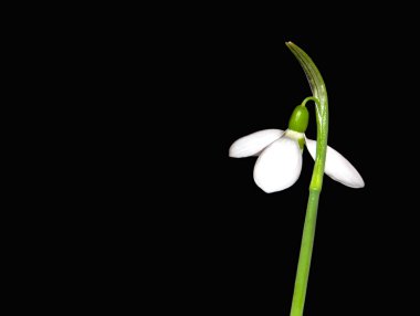 Snowdrop Galanthus nivalis clipart