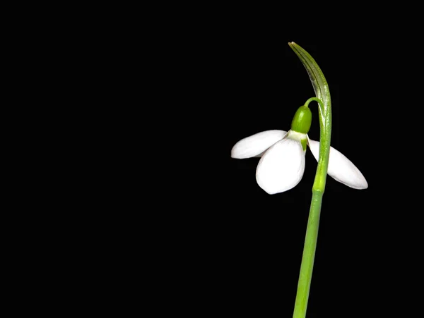 Snowdrop Galanthus nivalis — Stock Photo, Image
