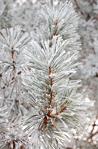 Fir in snow — Stock Photo, Image