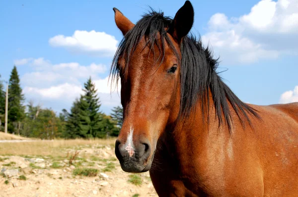 stock image Horse