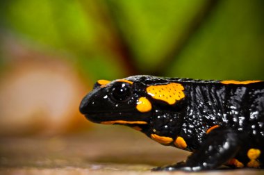 Salamander clipart