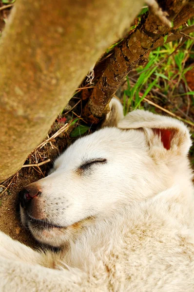 Başıboş köpek yavrusu — Stok fotoğraf