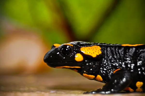 Salamandra — Foto de Stock