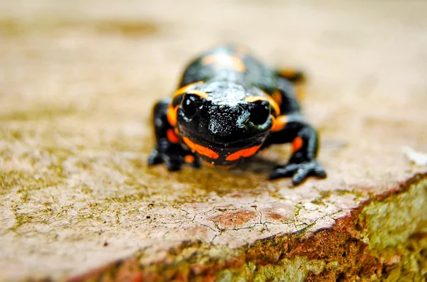 Salamander — Fotografie, imagine de stoc