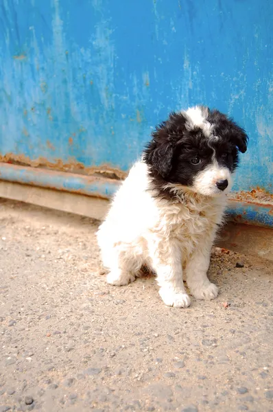 Abandoned puppy — Stock Photo, Image
