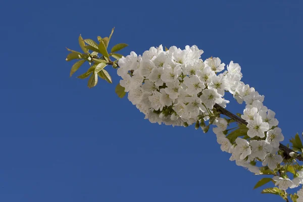 stock image Blooming cherry