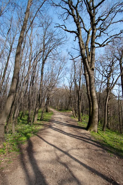 Stock image Path through forest