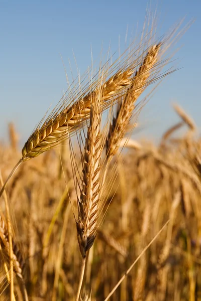 Wheath och himmel — Stockfoto