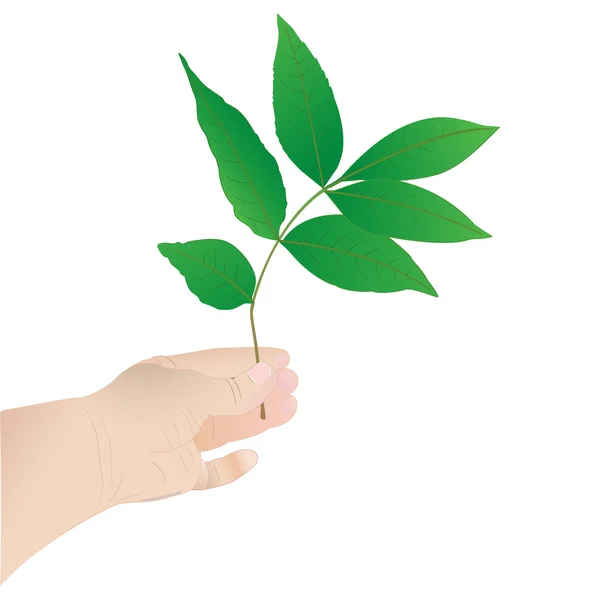Dłoń trzymająca liść drzewa — Wektor stockowy