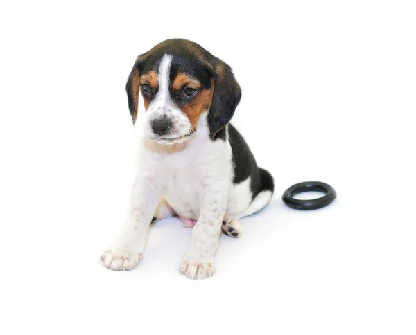 Τρίχρωμη beagle κουτάβι που κάθεται — Φωτογραφία Αρχείου