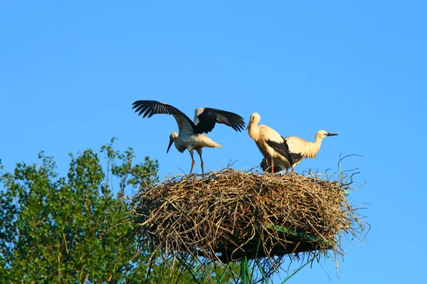 Stork family at nest — Stock Photo, Image