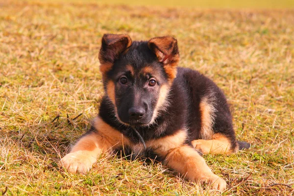Retrato de un perro tendido en la hierba — Foto de Stock