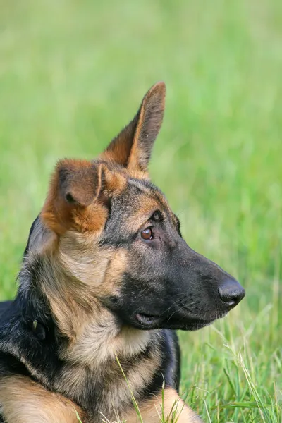 Cachorro pastor alemán — Foto de Stock