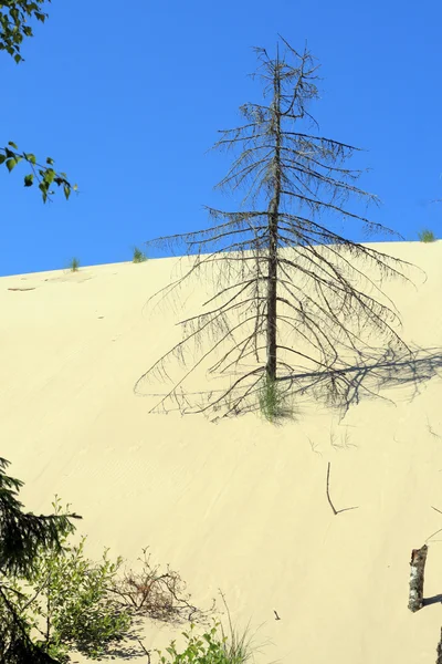 stock image Sand dunes