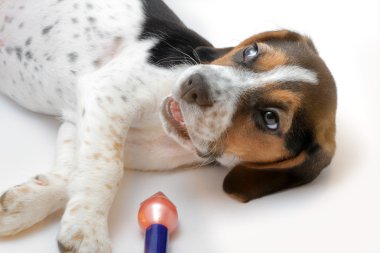 Üç renkli beagle yavru köpek oynama