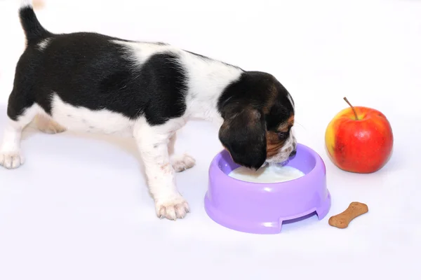 Szczeniak tricolor beagle pije mleko — Zdjęcie stockowe
