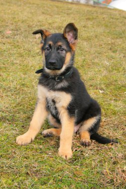 Portrait of a dog sitting on the grass clipart