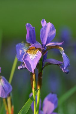 renkli iris