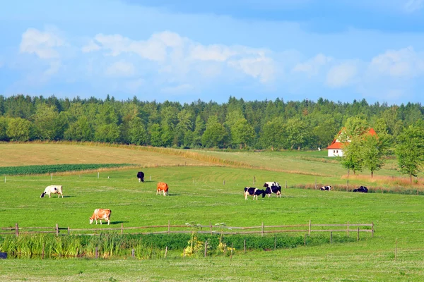 Paesaggio rurale estivo polacco — Foto Stock
