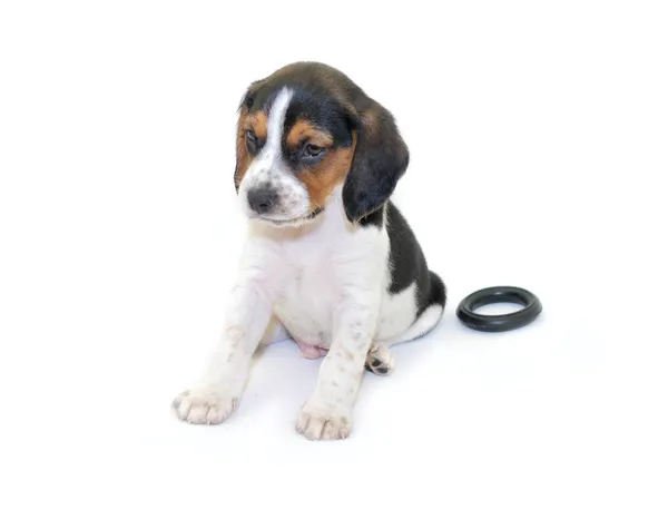 Driekleurige beagle pup zitten — Stockfoto