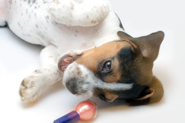 Driekleurige beagle puppy tot vaststelling van — Stockfoto
