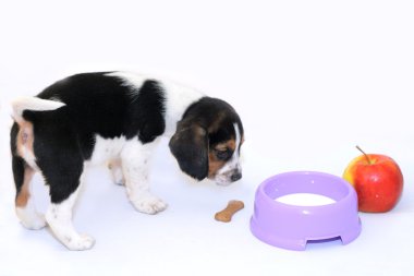 Tricolor beagle puppy drinks milk clipart