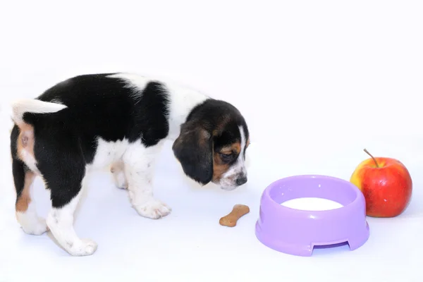 Szczeniak tricolor beagle pije mleko — Zdjęcie stockowe