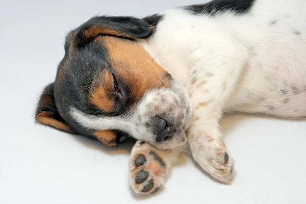 Trikolorní Bígl štěně spát — Stock fotografie