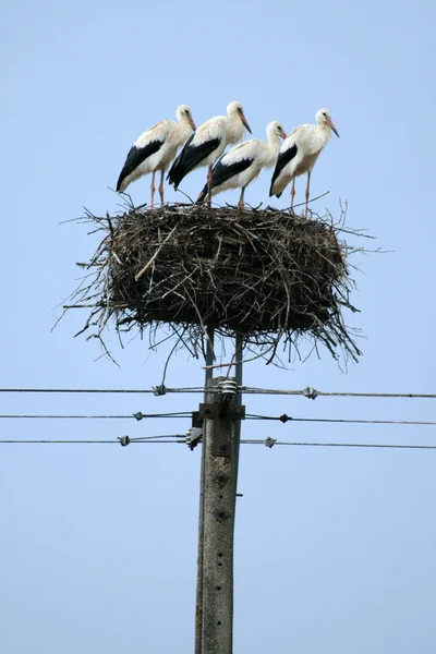 Stork family in the nest — Stock Photo, Image