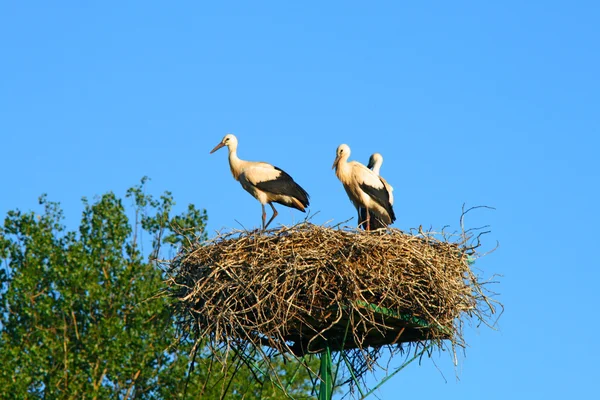 Familia de cigüeñas en el nido — Foto de Stock