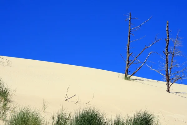 Dunes de sable — Photo