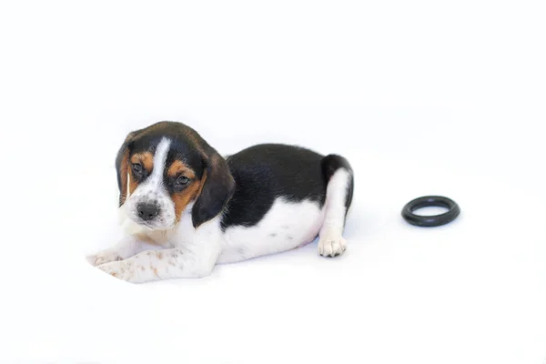 Driekleurige beagle puppy tot vaststelling van — Stockfoto