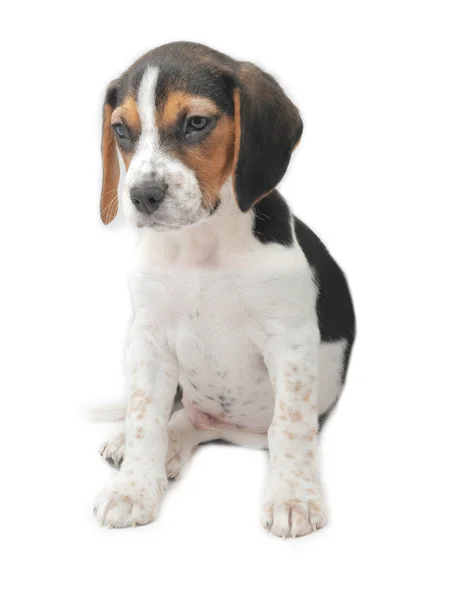 Szczeniak tricolor beagle siedzi — Zdjęcie stockowe