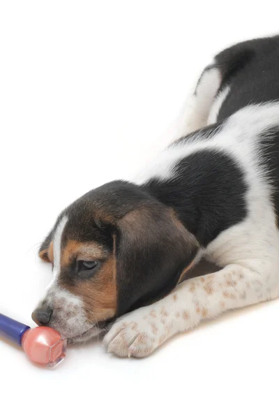 Τρίχρωμη beagle κουτάβι για τον — Φωτογραφία Αρχείου