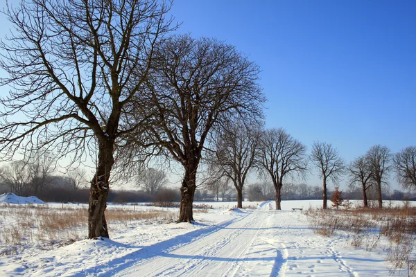 Зимняя сцена — стоковое фото