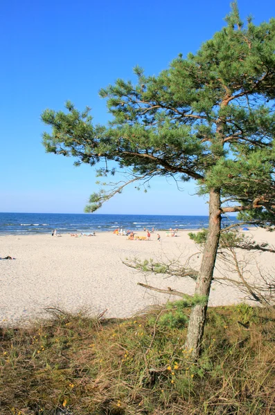 Landscape on the beach — Stock Photo, Image