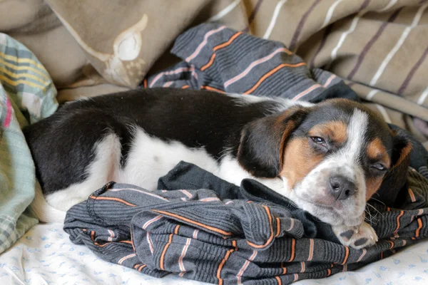 眠っている三色のビーグル犬の子犬 — ストック写真