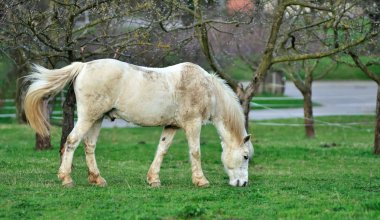 White horse clipart