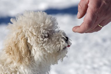 köpek yavrusu