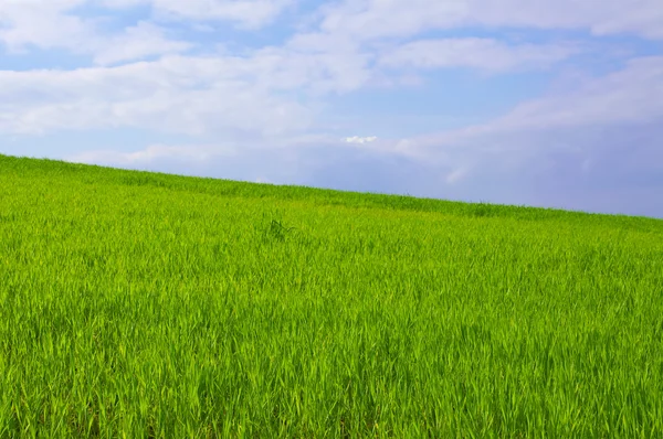 Blauwe hemel, groen gras — Stockfoto